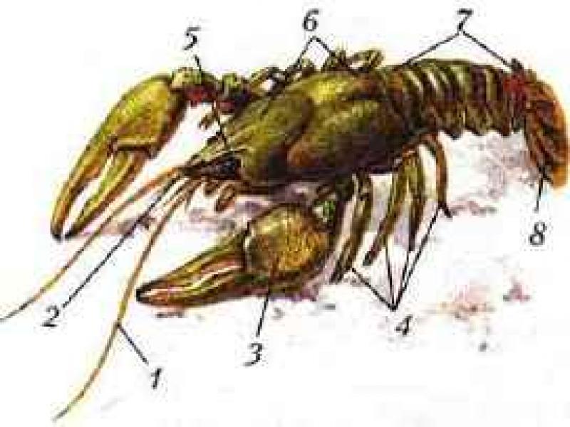 Klasė vėžiagyviai (Crustacea)